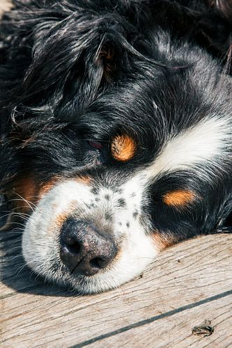 Dreamland by Jan van der Knaap