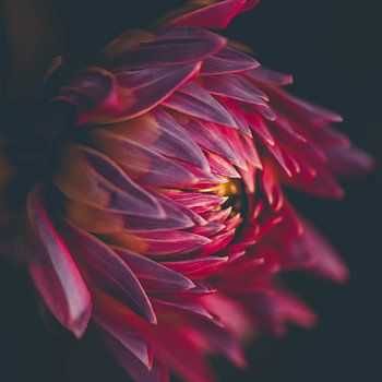 Dahlia love at sunset