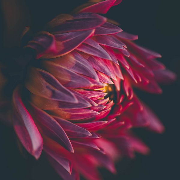 Amour de dahlia au coucher du soleil par Marja Lok
