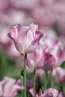 Tulip