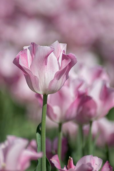 amour des tulipes par Linda Lu