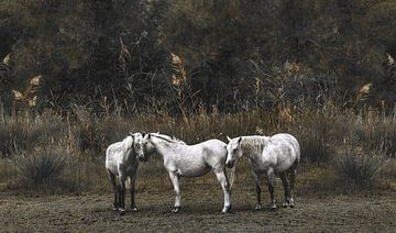 Trois chevaux camarguais sur Leny Silina Helmig