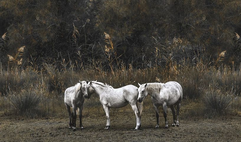 Drei Camargue Pferde von Leny Silina Helmig