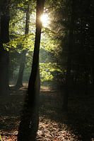 mystic forrest
