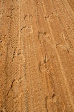 Cameltracks in the desert by Lisette van Leeuwen