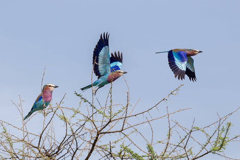 Scharrelaar vliegt weg in Serengeti, Tanzania von Arjan Warmerdam