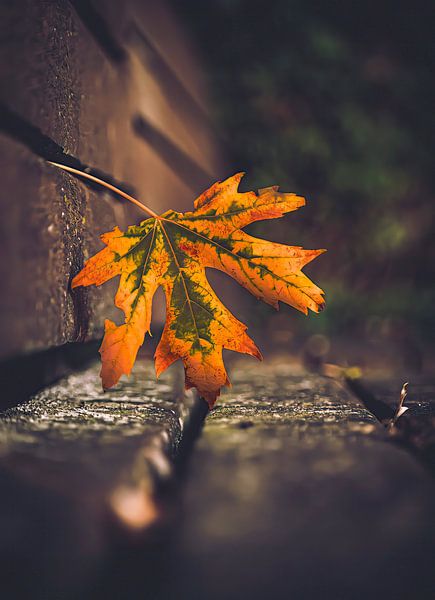 The Lonely Leaf. by Robby's fotografie