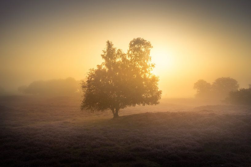 Tree in the mist at sunrise - Gasterse Duinen by KB Design & Photography (Karen Brouwer)
