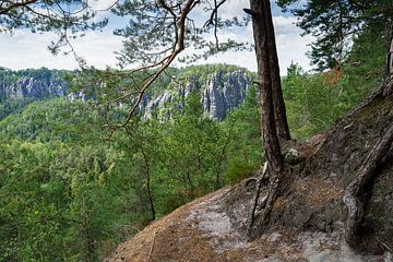 Pins et le sentier de randonnée vers les rochers de Honigsteine