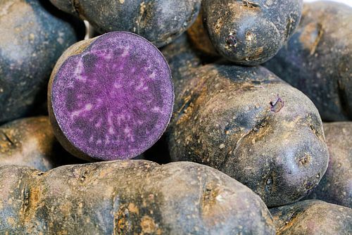 pommes de terre violettes de la variété Vitelotte