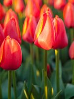 Tulpen