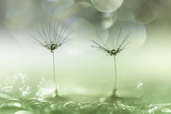 Pissenlit avec gouttes d'eau vertes