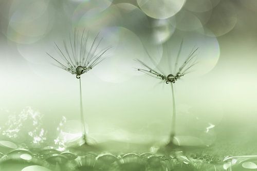 Paardenbloempluis met waterdruppels groen