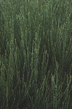 Groene struik in zeeland van Anne Anceaux