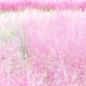 Prairies roses à Gyeongju, Corée du Sud