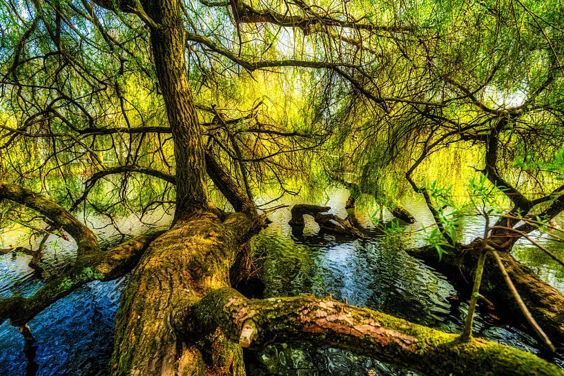 Spiegeling boomstam en takken treurwilg in het meer in de lente van Dieter Walther
