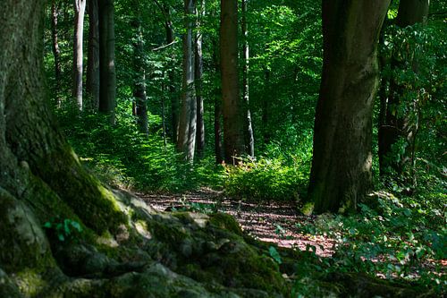 nature