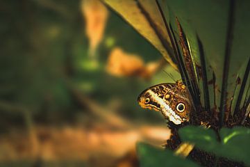 Bananen vlinder van Christian Wernicke Photography
