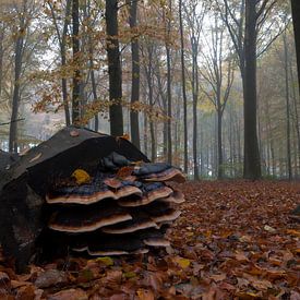 Herfst von Han Bouwmeester