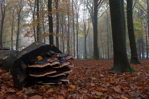 Herfst van Han Bouwmeester