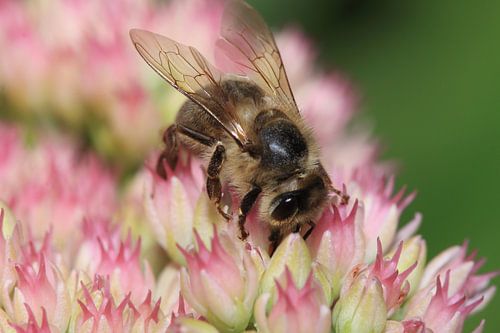 Honingbij op bloem
