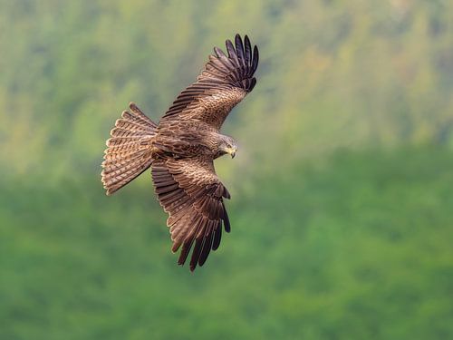 Zwarte wouw met gespreide vleugels