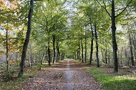 Pad in het bos van VenPhoto