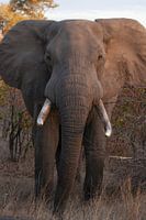 Afrikanischer Elefant, bereit zum Angriff