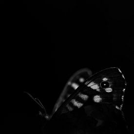 Héliothis à taches noires à contre-jour sur Jorrit Verkleij
