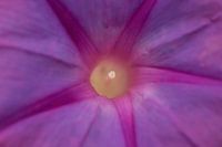 Binnenin de bloem