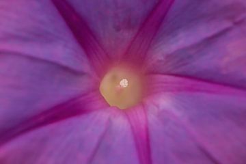 Inside the flower by Holger Bücker