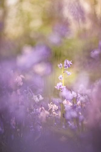 Wilde Hyacinten in Het Wildrijk