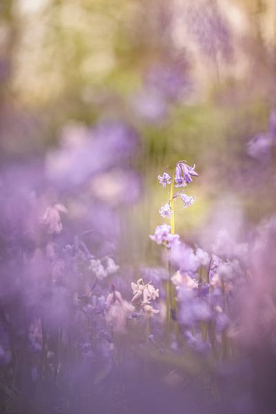Wild Hyacinths in Het Wildrijk by Bob Daalder