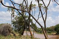 Tropisch beeld van een rivier en palmen, Kenia, Afrika van Louis en Astrid Drent Fotografie thumbnail
