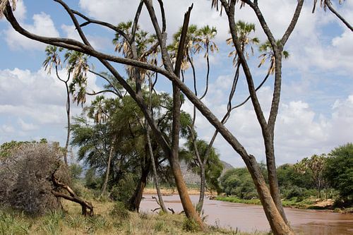 Tropisch beeld van een rivier en palmen, Kenia, Afrika
