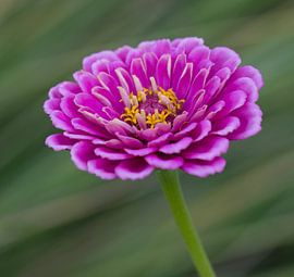 Pink Zinnia by Ingrid Ronde