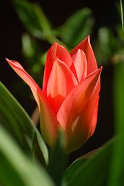 rode tulp 1 von Astrid Deen