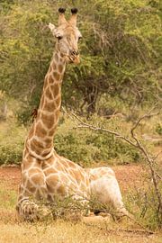 Relaxed Giraffe by Marijke Arends-Meiring