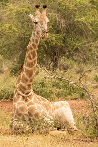 Relaxde Giraffe