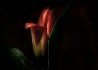 Mystische Tulpe