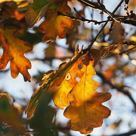 Herbstblätter von Kirsten van Engelenburg
