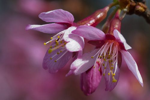roze bloesem in bloei
