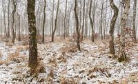 Schneebedeckte Landschaft