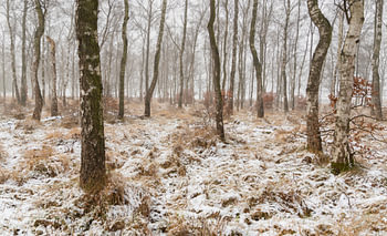Schneebedeckte Landschaft