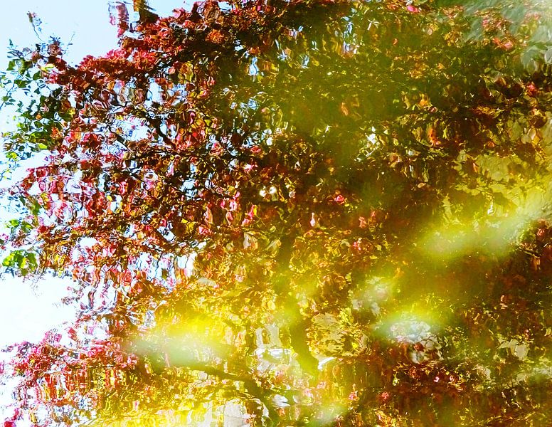 Tree Magic 113 von MoArt (Maurice Heuts)