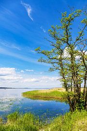 Paysage près de l'Achterwasser, près de Warthe, sur l'île d'Usedom