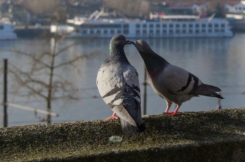 Twee duiven op de rand van een gebouw van Andrea Ooms