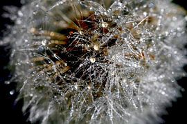 Filigrane Pusteblume mit Tautropfen von Thomas Jäger