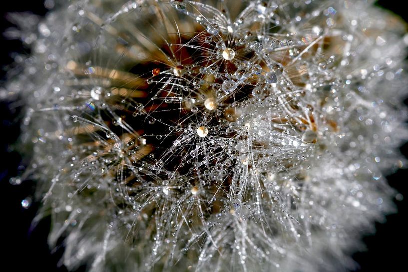 Filigree dandelion with dewdrops by Thomas Jäger