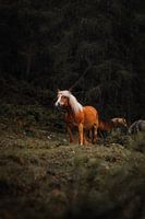 Wild Paard